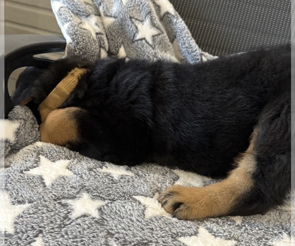Medium Photo #37 Rottweiler Puppy For Sale in BRIGHTON, CO, USA