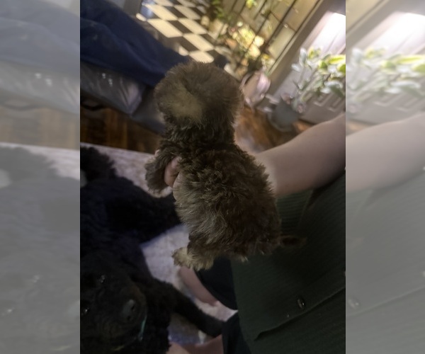 Medium Photo #3 Mal-Shi Puppy For Sale in DINWIDDIE, VA, USA