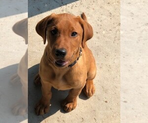 Labrador Retriever Puppy for sale in AGOURA, CA, USA
