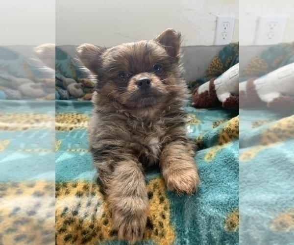 Medium Photo #6 Pomeranian Puppy For Sale in KEAAU, HI, USA