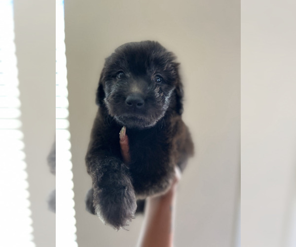 Medium Photo #8 Goldendoodle Puppy For Sale in HOUSTON, TX, USA