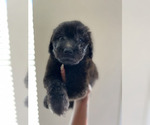 Small #7 Goldendoodle