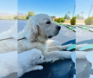 Golden Retriever Puppy for sale in SANTA ANA, CA, USA