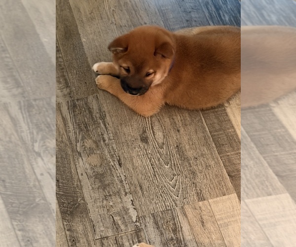 Medium Photo #4 Shiba Inu Puppy For Sale in COHUTTA, GA, USA