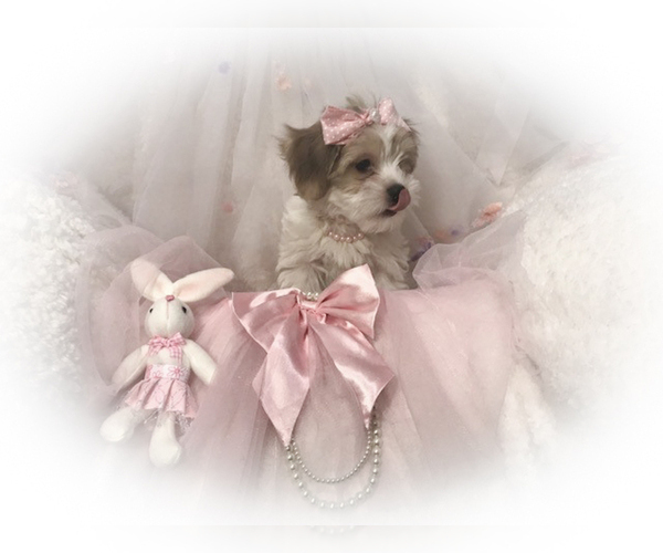 Medium Photo #6 Morkie Puppy For Sale in LAS VEGAS, NV, USA