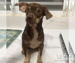 Small #3 Chihuahua Mix
