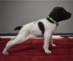 Puppy Lime Green German Shorthaired Pointer