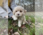 Small Photo #1 Cockapoo Puppy For Sale in BOGART, GA, USA