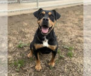 Rottweiler-Unknown Mix Dogs for adoption in Modesto, CA, USA