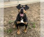Small Rottweiler Mix