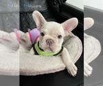 Puppy Marshmello French Bulldog