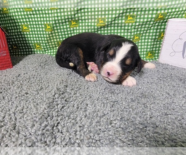 Medium Photo #20 Bernese Mountain Dog Puppy For Sale in BLACK FOREST, CO, USA