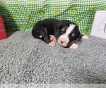 Small Photo #20 Bernese Mountain Dog Puppy For Sale in BLACK FOREST, CO, USA
