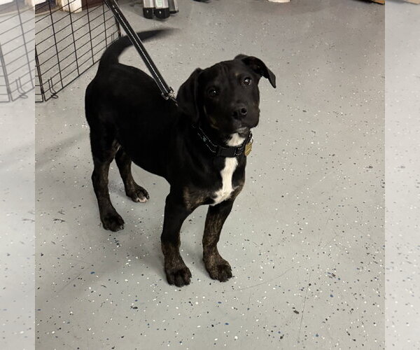 Medium Photo #1 Mutt Puppy For Sale in Brooklyn Center, MN, USA