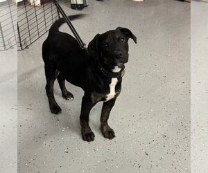 Mutt Dogs for adoption in Brooklyn Center, MN, USA