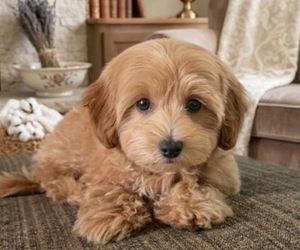Maltipoo (Miniature) Puppy for sale in GLEN BURNIE, MD, USA