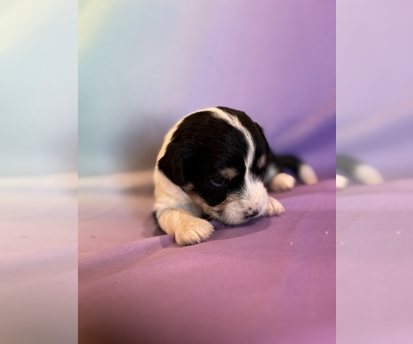 Medium Photo #11 Corgipoo Puppy For Sale in LONGMONT, CO, USA