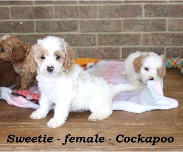 Medium Photo #3 Cock-A-Poo Puppy For Sale in CLARKRANGE, TN, USA