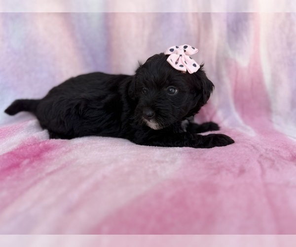 Medium Photo #6 Aussiedoodle Miniature  Puppy For Sale in LAKELAND, FL, USA
