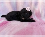 Small #5 Aussiedoodle Miniature 