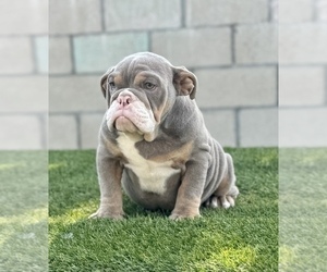 Medium English Bulldog