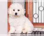 Small #2 Bichon Frise