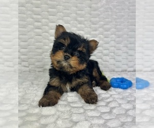 Yorkshire Terrier Puppy for sale in FRANKLIN, IN, USA