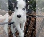 Image preview for Ad Listing. Nickname: SIBERIAN2