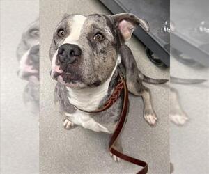 Mutt Dogs for adoption in Las Vegas, NV, USA