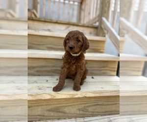 Goldendoodle (Miniature) Puppy for sale in PELHAM, NC, USA