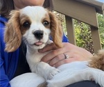 Puppy Rosco Cavalier King Charles Spaniel