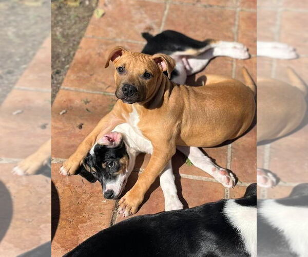 Medium Photo #13 Mutt Puppy For Sale in New York, NY, USA