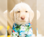 Small Photo #7 Labradoodle Puppy For Sale in PEYTON, CO, USA
