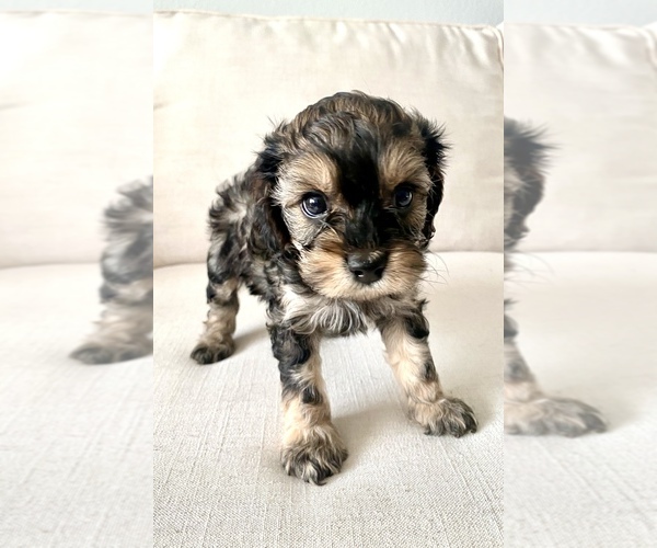 Medium Photo #3 Cavapoo Puppy For Sale in GRESHAM, OR, USA