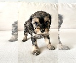 Small Photo #3 Cavapoo Puppy For Sale in GRESHAM, OR, USA