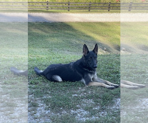 Medium Photo #1 German Shepherd Dog Puppy For Sale in WEST LIBERTY, KY, USA
