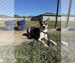 Small #2 American Pit Bull Terrier-Huskies  Mix