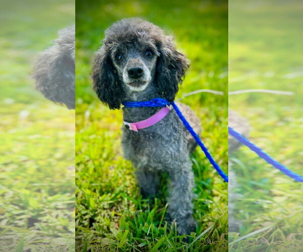 Medium Photo #1 Poodle (Toy) Puppy For Sale in Pacolet, SC, USA