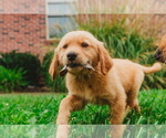 Small Photo #5 Golden Retriever Puppy For Sale in SEBREE, KY, USA