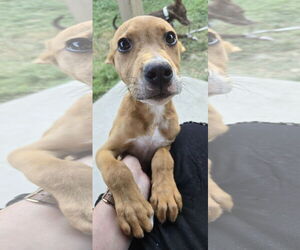 Labrador Retriever-Unknown Mix Dogs for adoption in The Woodlands, TX, USA