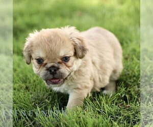 French Bulldog Puppy for sale in RONKS, PA, USA