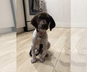 German Shorthaired Pointer Puppy for sale in BROOKLYN, NY, USA