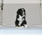 Puppy Kitty Bernedoodle