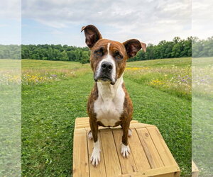 Mutt Dogs for adoption in Unionville, PA, USA