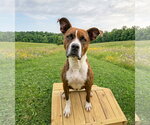 Lakota - Female Mutt Dog for Adoption - Small photo