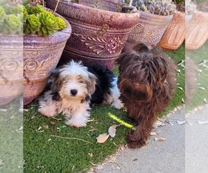 Yorkipoo Puppy for sale in LAKESIDE, CA, USA