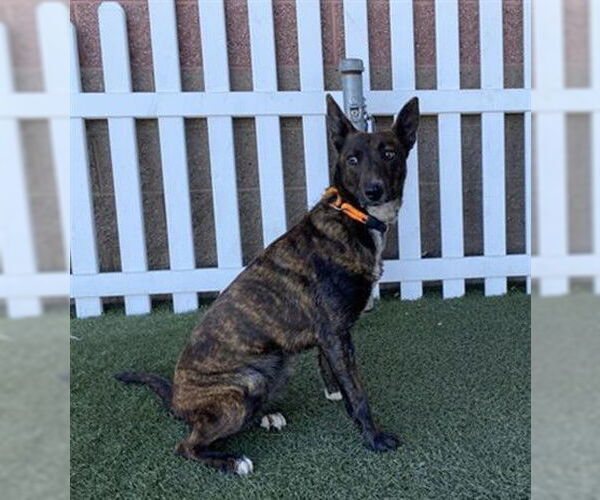 Medium Photo #1 German Shepherd Dog-Unknown Mix Puppy For Sale in Modesto, CA, USA