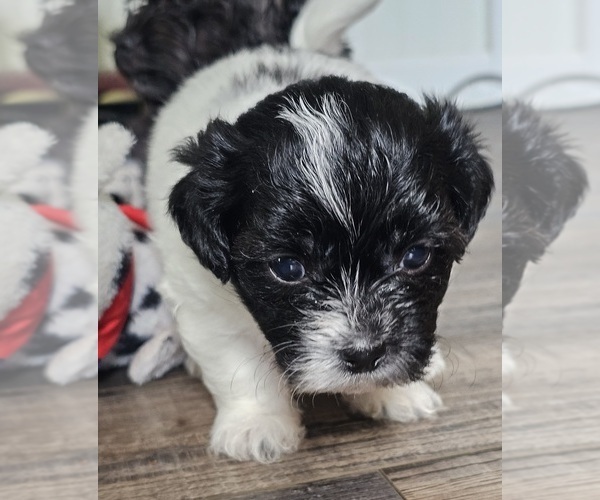 Medium Photo #6 Zuchon Puppy For Sale in LEXINGTON, OH, USA