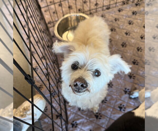 Medium Photo #1 Poodle (Miniature)-Unknown Mix Puppy For Sale in Chico, CA, USA