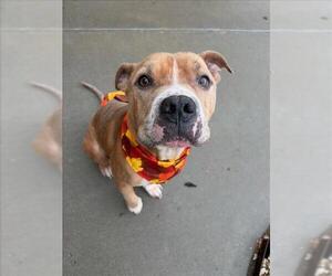 Mutt Dogs for adoption in Tulsa, OK, USA